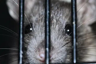 Плъхове атакуваха електронното правителство на Естония