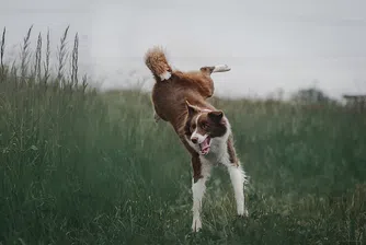 Ето ги финалистите в конкурса за най-смешна снимка на домашен любимец