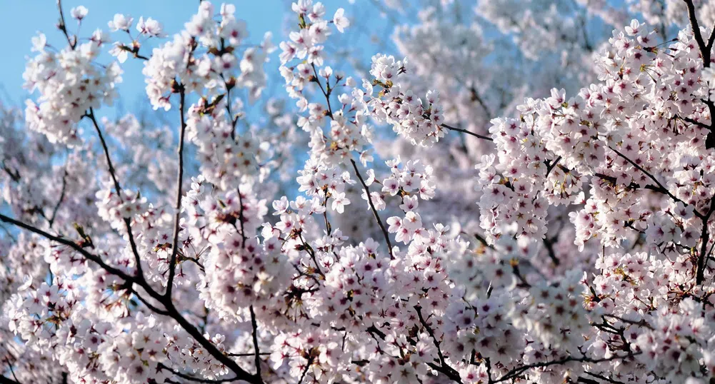 Какво време ни очаква през новата седмица?