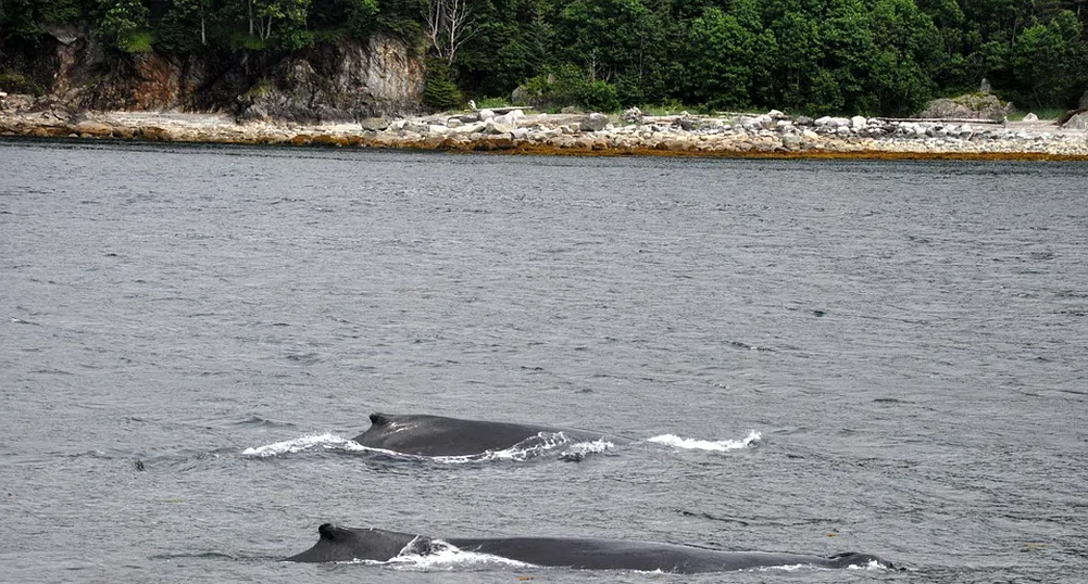 Нов вид китове откриха в Щатите (снимки)