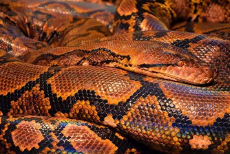 Най-големият питон в света, който тежи 215 кг, откриха във Флорида