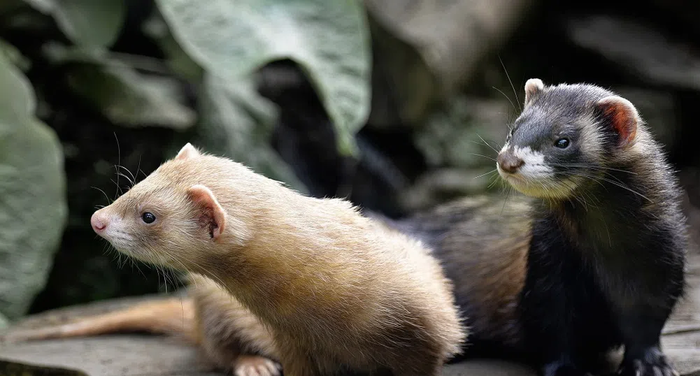 15 милиона убити норки: Как Дания ликвидира цяла индустрия заради Covid-19