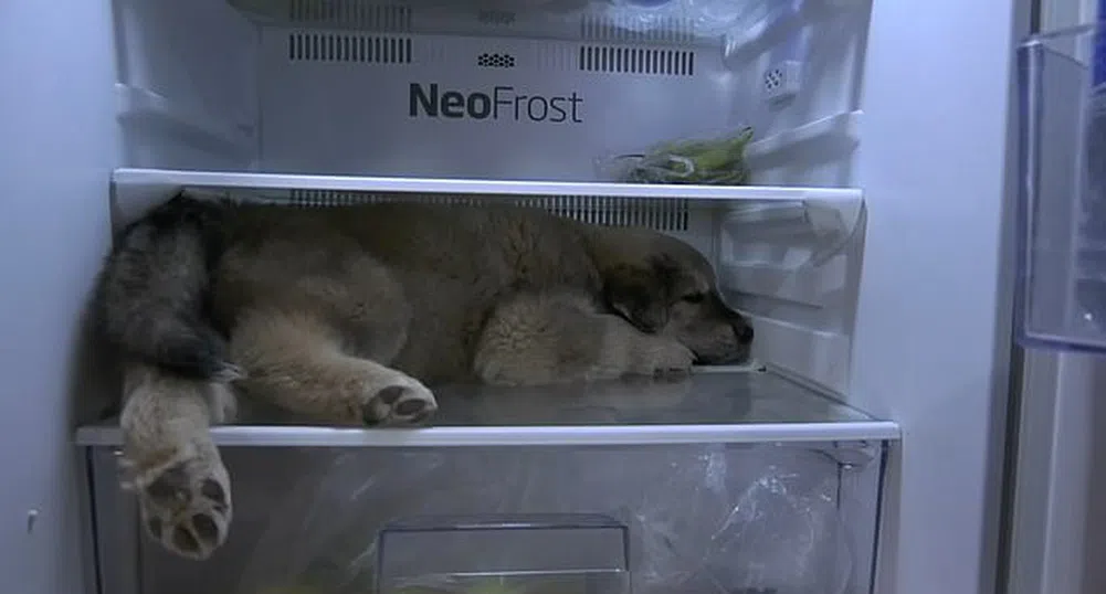 Куче се спасява от жегите в Тайланд по нетрадиционен начин (видео)