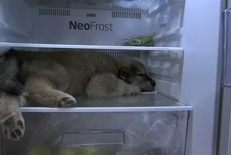 Куче се спасява от жегите в Тайланд по нетрадиционен начин (видео)