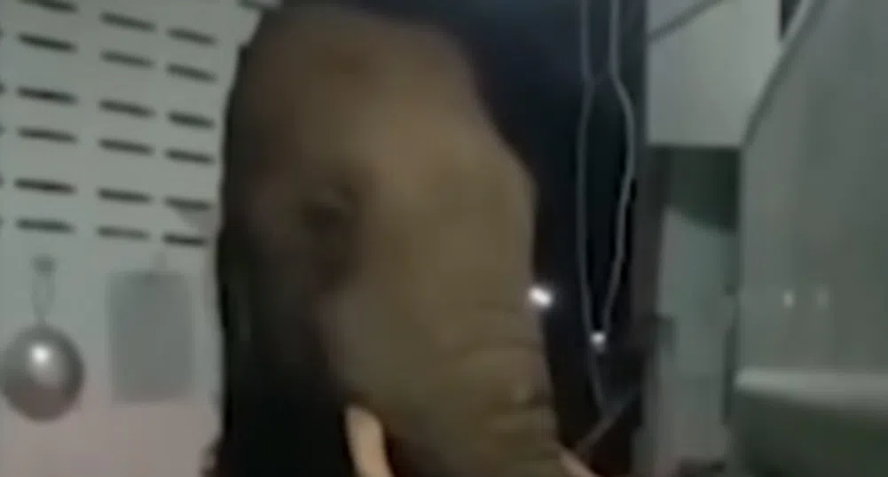 В търсене на храна: Слон влезе в кухнята на къща (видео)