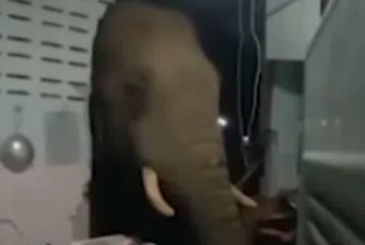 В търсене на храна: Слон влезе в кухнята на къща (видео)