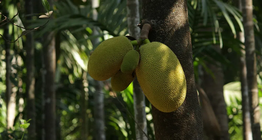 Джакфрут: вкусната веганска алтернатива на свинското месо