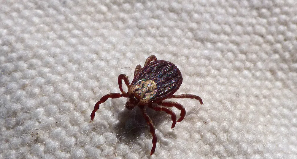 Бум на кърлежи в цялата страна