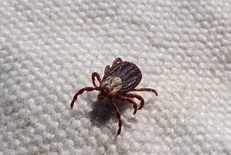 Бум на кърлежи в цялата страна