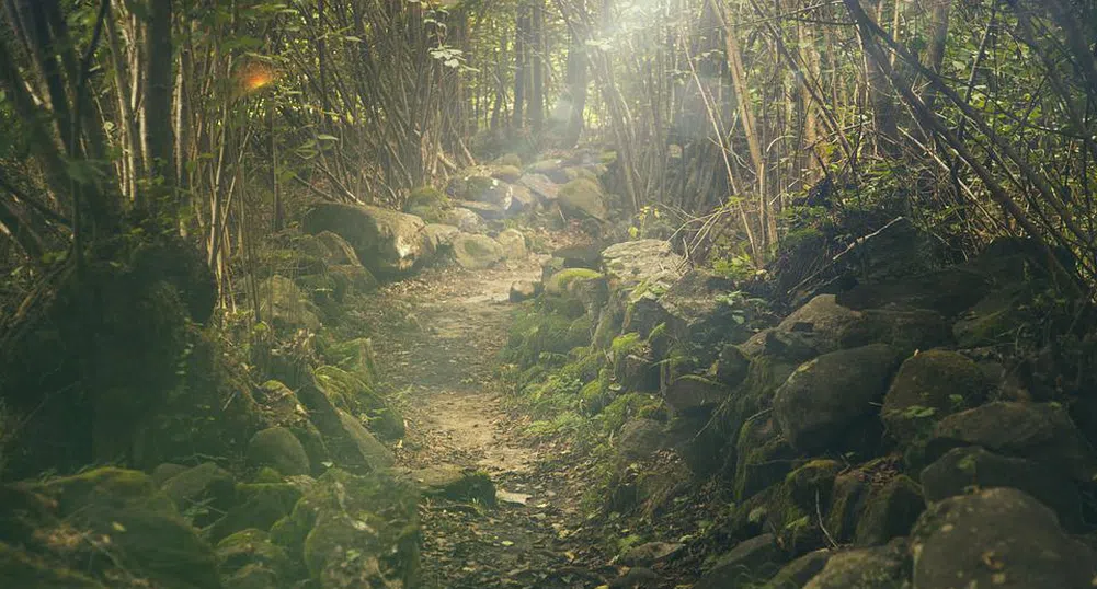 Откриха седем тела, заровени в гора край София