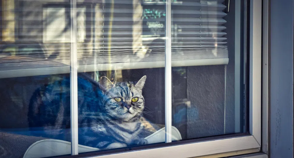 Германски град налага котешки локдаун, за да защити рядък вид птици