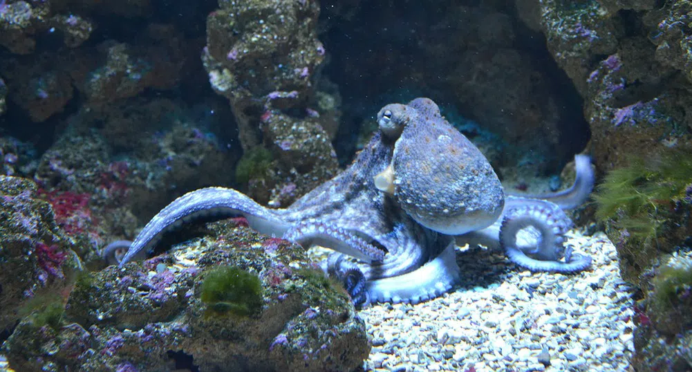 Октоподите обзавеждат дома си с човешки отпадъци