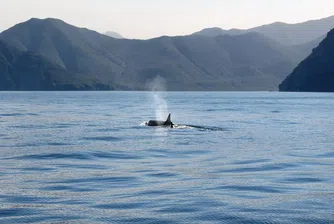 Косатки нападат яхти