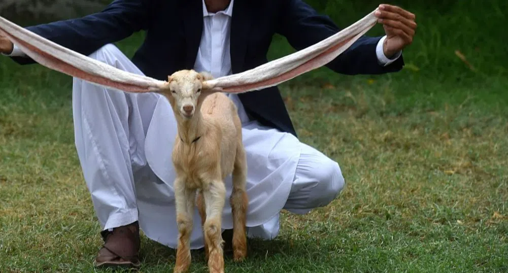 Дългоухо яре от Пакистан се превърна в световна звезда (снимки)