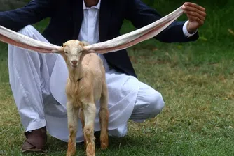 Дългоухо яре от Пакистан се превърна в световна звезда (снимки)