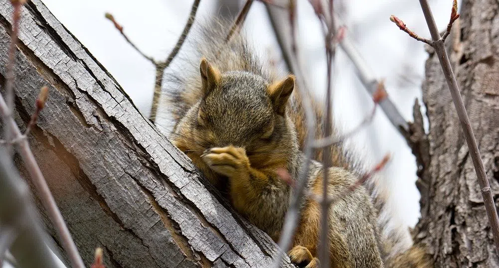 Пет различни вида кихане, които определят характера ви