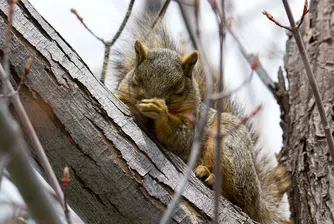 Пет различни вида кихане, които определят характера ви