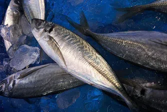 Инфлация: Японски аквариум купува по-евтина риба, животните я отказват