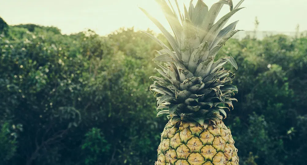 Учени намериха начин да превръщат листа от ананас в части за дронове