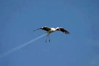 Лятна доза фото илюзии