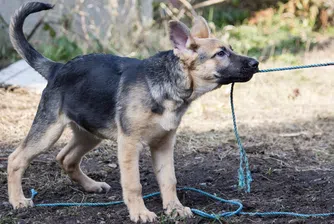 Байдън изведе на разходка на плажа новото си куче
