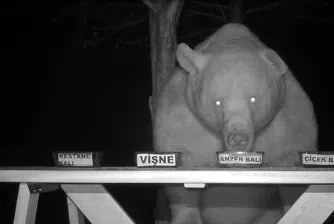 Пчелар превърна крадливи мечки в свои дегустатори (видео)