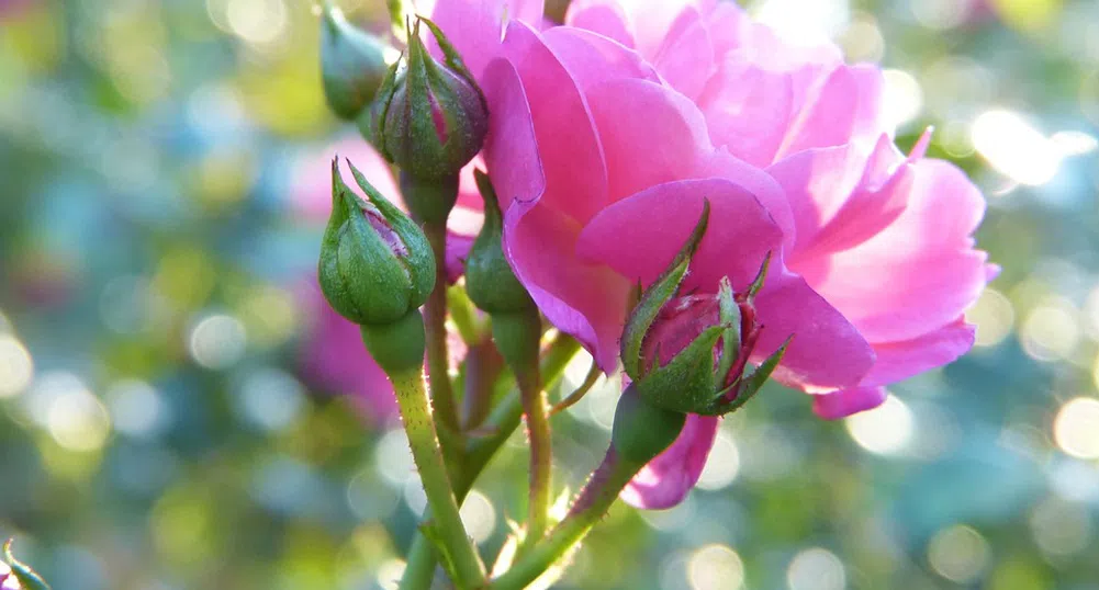 Българското розово масло вече е в регистъра за интелектуална собственост