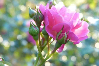 Българското розово масло вече е в регистъра за интелектуална собственост