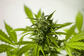 Разбита е наркооранжерия в столичен квартал