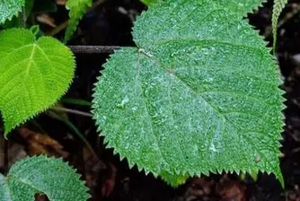 Гимпи-гимпи: Отровното растение, което причинява болка за седмици