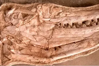 Откриха останки от огромен гущер на 66 милиона години