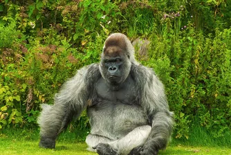 Най-възрастната горила в света навърши 65 години (видео)