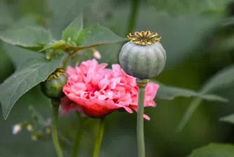 Как индийските селяни обедняха заради търговията с опиум