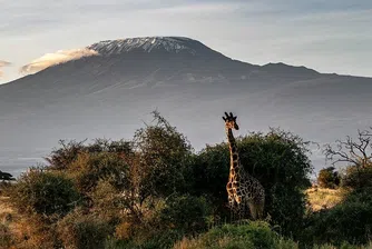 Кения стартира преброяване на всяко едно диво животно в страната