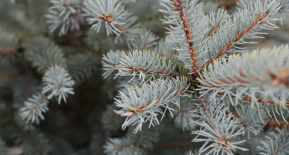 Парк в Холандия кани гостите сами да отсекат коледното си дръвче