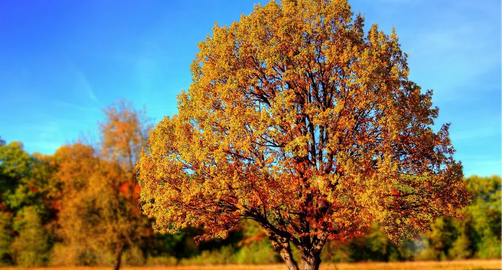 Температурни рекорди в страната на 5 ноември. Какво време ни очаква днес?