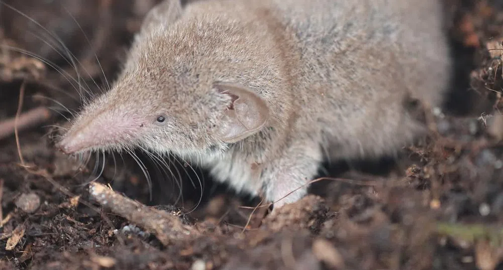 Нов опасен вирус тръгва от Китай?