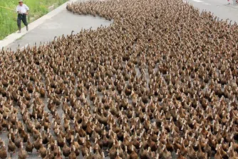 Стохилядна армия от китайски патици е готова да нахлуе в Пакистан