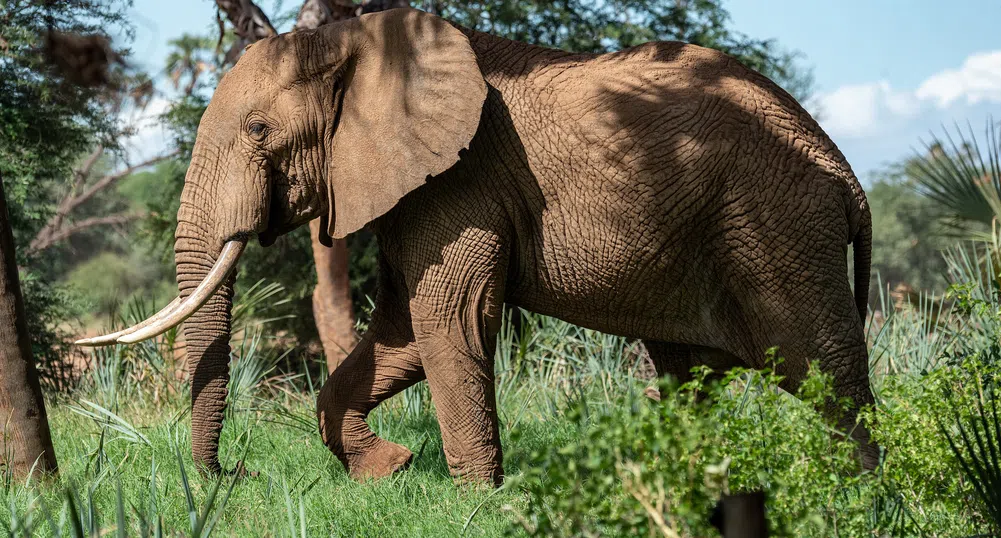 Джин от слонска тор - алкохолното изкушение на Южна Африка