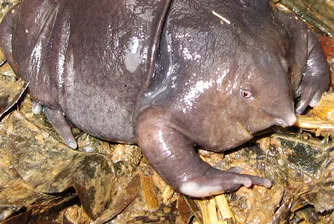 Къде можете да видите най-странните животни в света