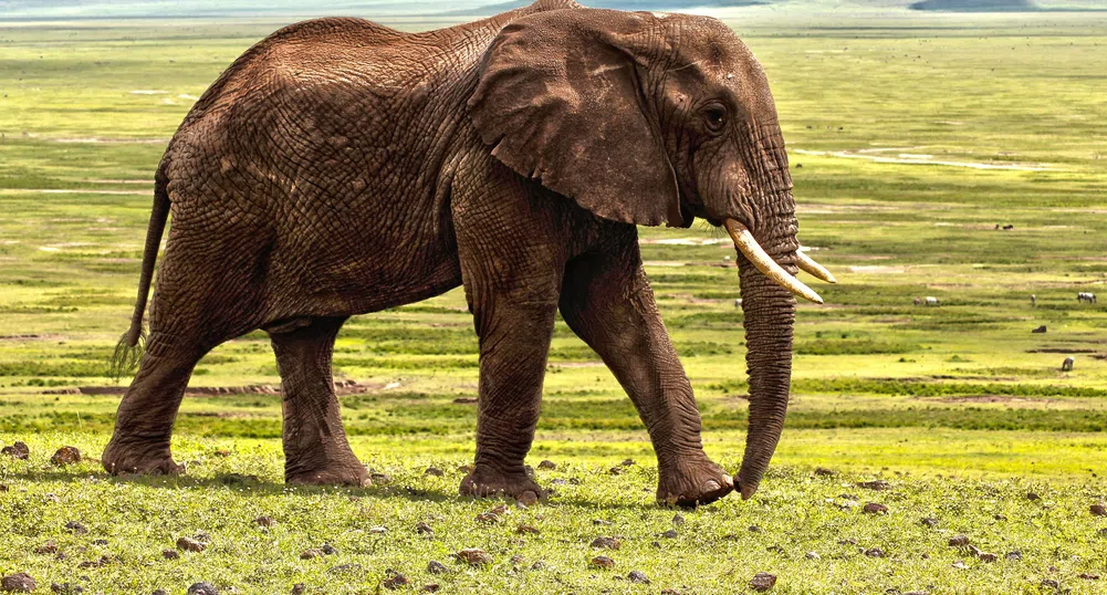 Парк за слонове привлича хиляди туристи онлайн