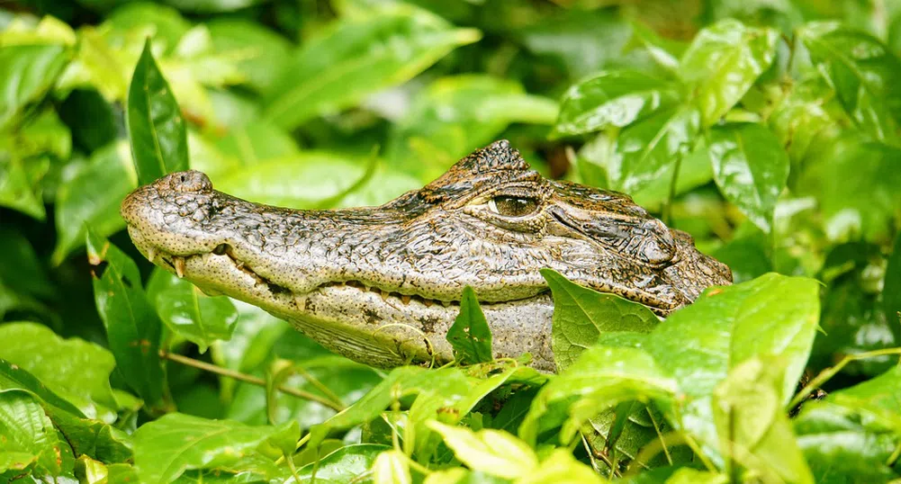 Каймани се разходиха край мол в Парагвай