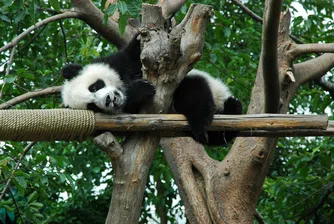 Бебе панда вдигна цената на акциите на борсата в Токио