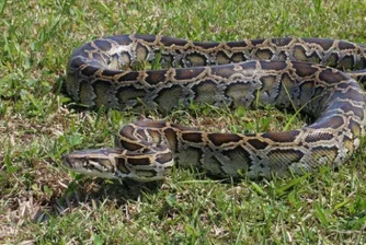 Във Флорида заловиха 6-метров питон