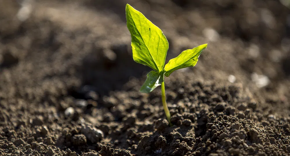 Публично дружество предлага над 7% дивидентна доходност