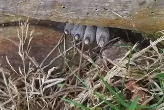 Пръстите на мъртвеца, или най-странната гъба в света