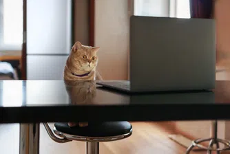 Натискът срещу споделянето на пароли е увеличил клиентите на Netflix