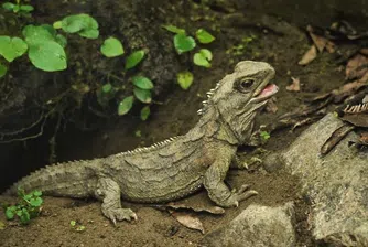 Хатерия - влечугото с три очи, родственик на динозаврите