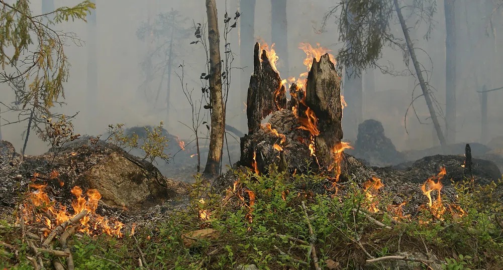 Жегите в Канада са взели над 700 жертви