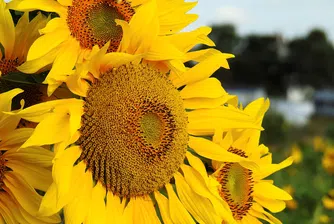 Драстичен скок в цената на олиото и месото за година